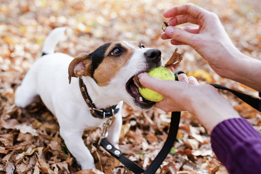 training dog treats Nutreats NZ