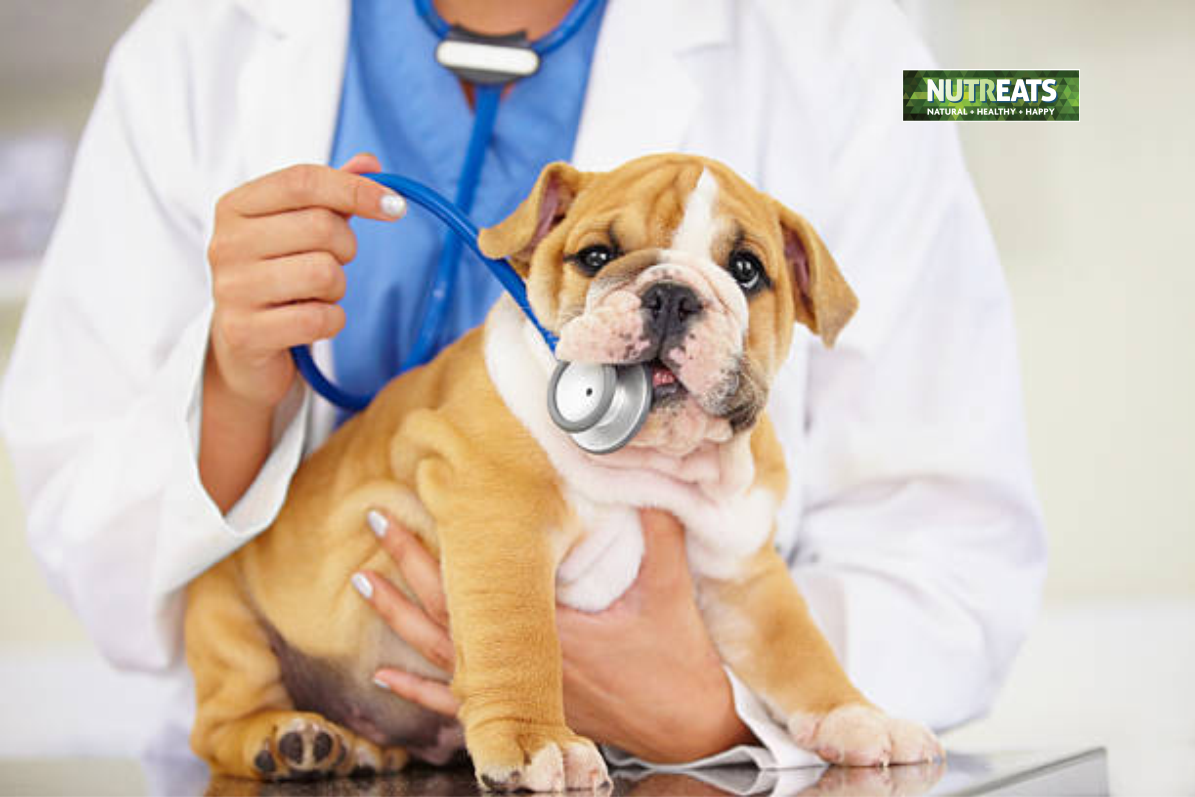 optimum joint health for pups and adult dogs