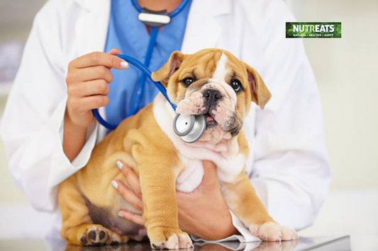 optimum joint health for pups and adult dogs