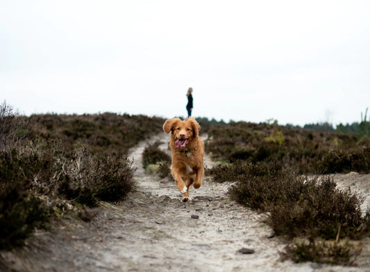 dog arthritis supplements nz