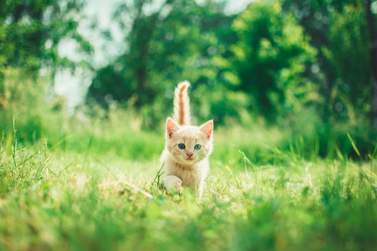 Natural kitten joint builder supplements