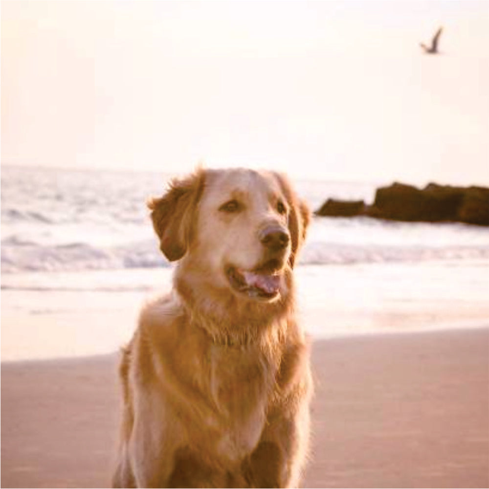 fish oil for dogs Nutreats NZ