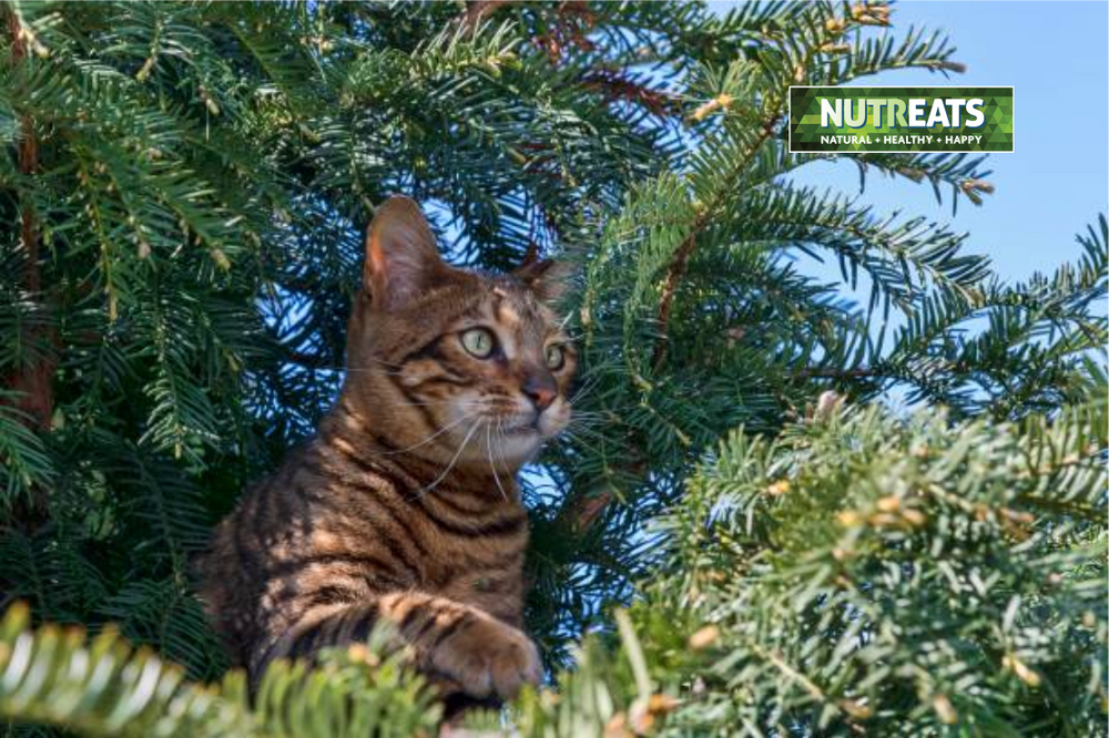 cat treats and supplements NZ