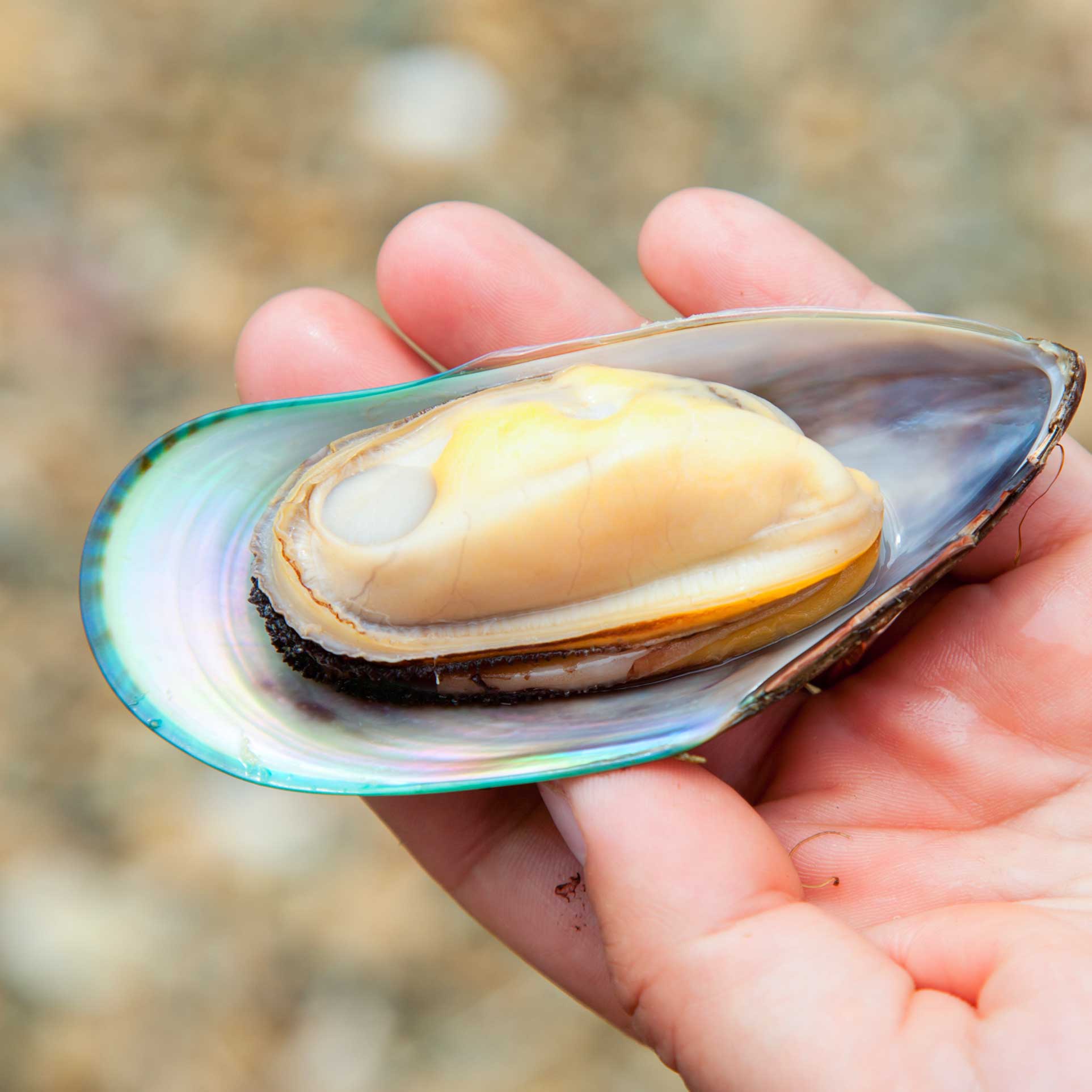 green lipped mussel powder