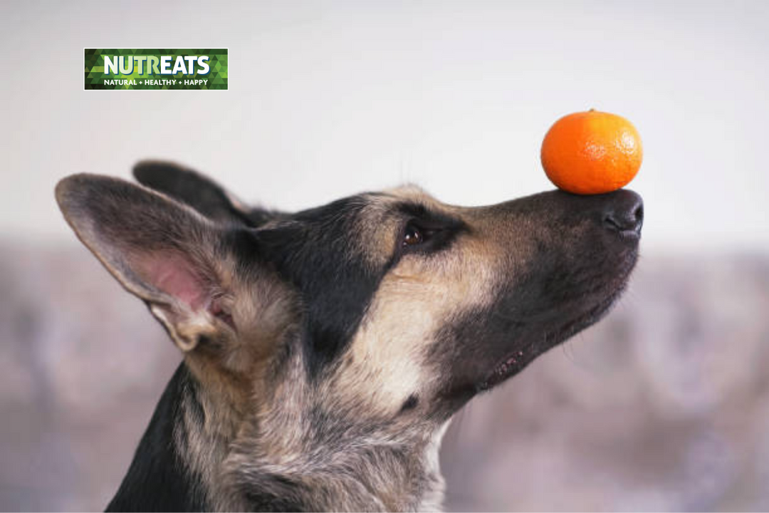 Using Treats Effectively to Teach your Dog New Tricks