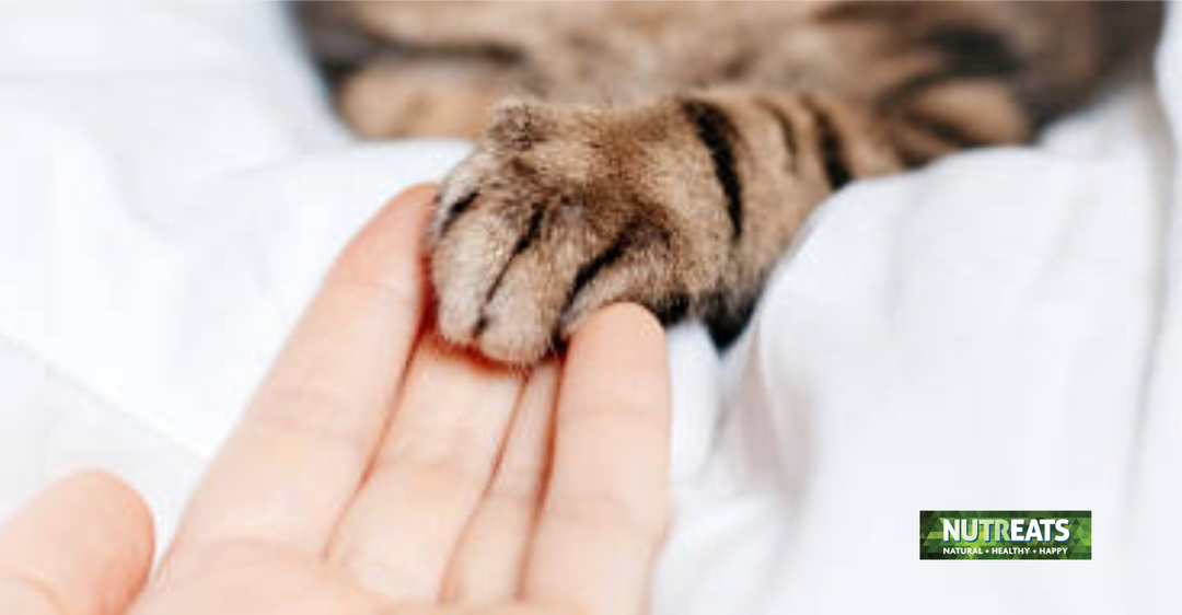 The Life Stages of a Cat: From Kitten to Senior