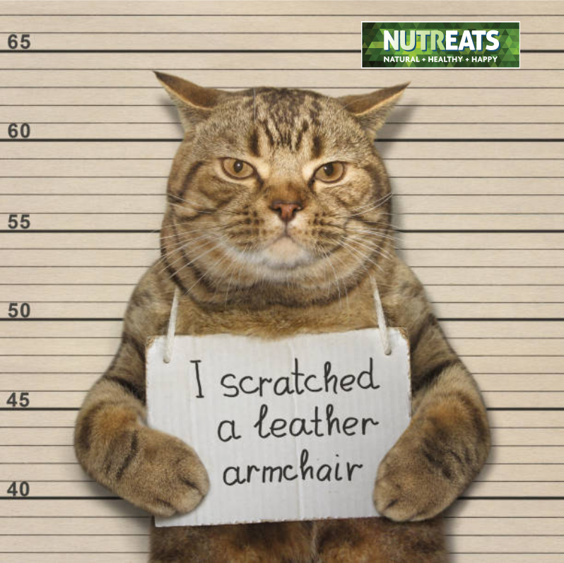 Understanding Your Cat's Behavior: Insights and Tips