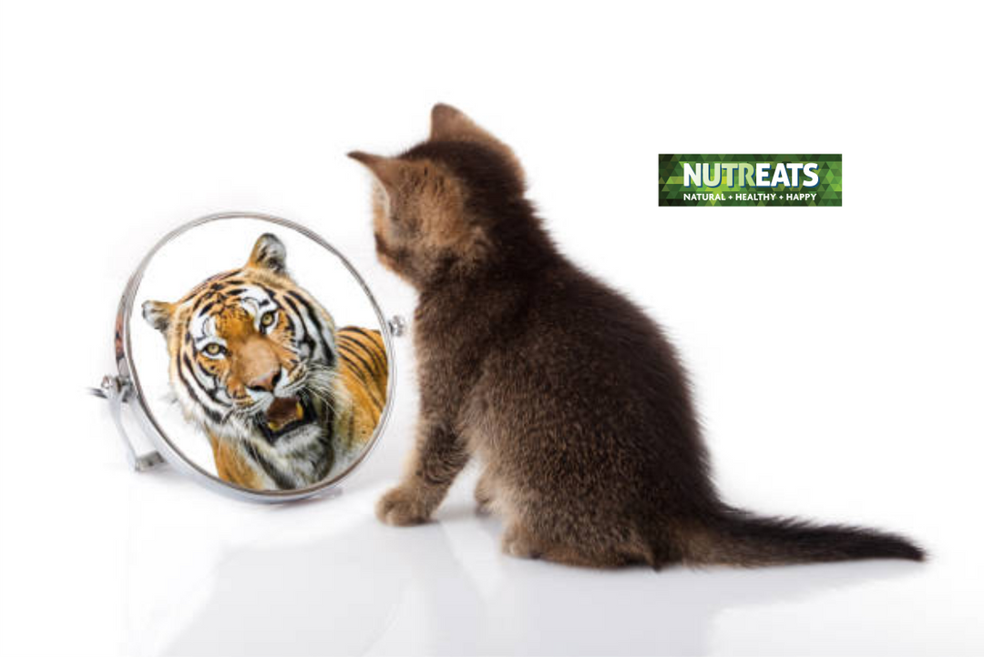 Cats and Their Wild Relatives: Exploring the Family Ties