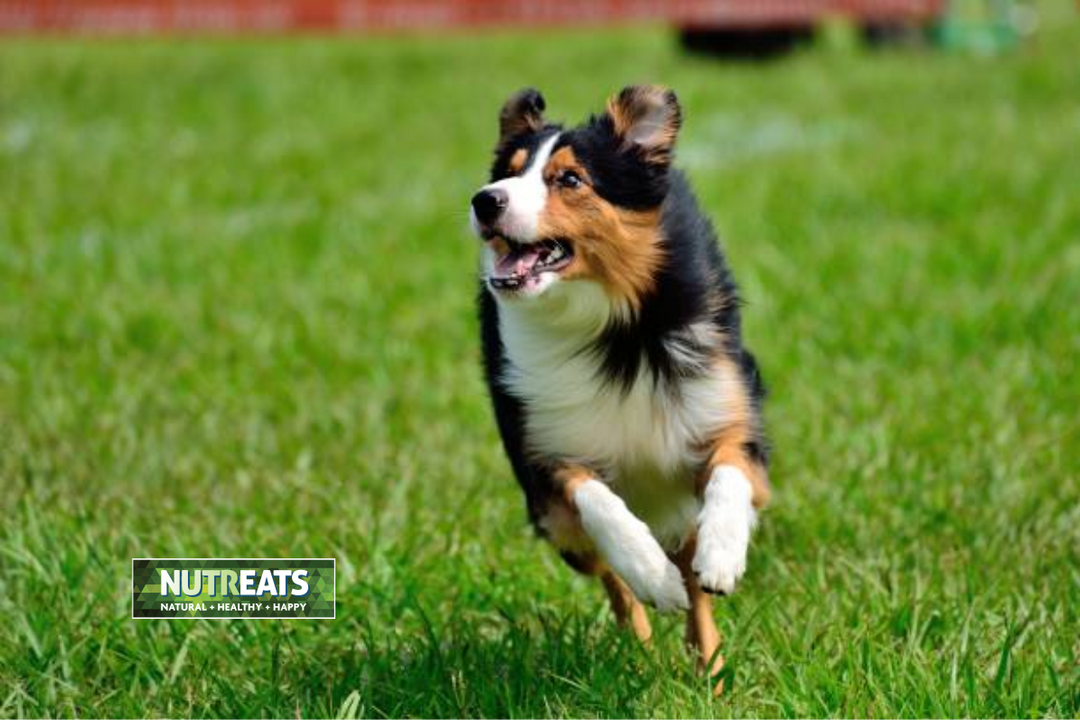 Natural Dog Treats: Benefits and Selection for Optimal Health