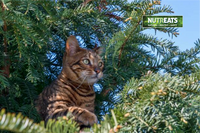 Cat Treats: Natural and Healthy Rewards for your Feline Friend