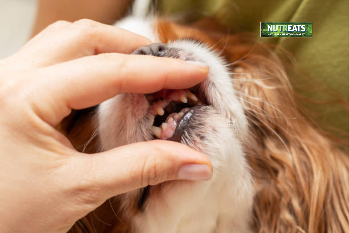 dog chews for dogs with dental problems