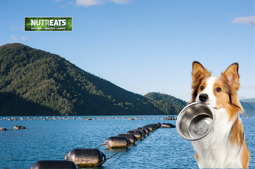 Green-Lipped Mussel Benefits for Dogs: A Journey from Ocean to Bowl in Canine Health