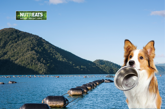 Green-Lipped Mussel Benefits for Dogs: A Journey from Ocean to Bowl in Canine Health