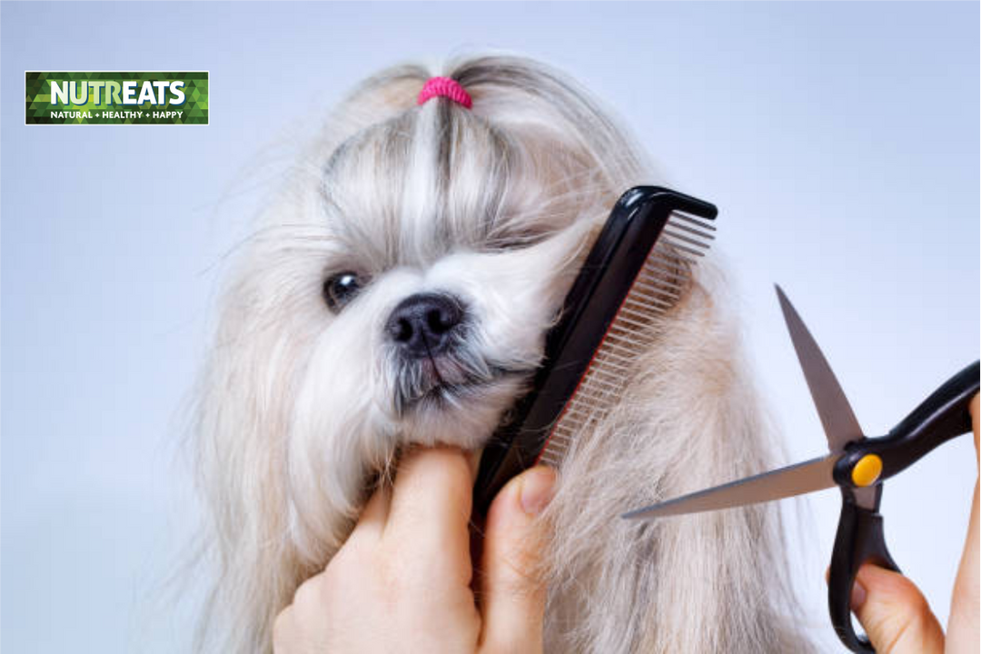 The Impact of Natural Nutrition on Canine Coat and Skin