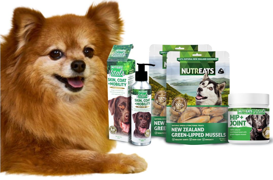 Understanding Dog Supplements: Their Purpose and Benefits