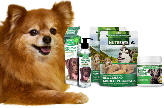 Understanding Dog Supplements: Their Purpose and Benefits