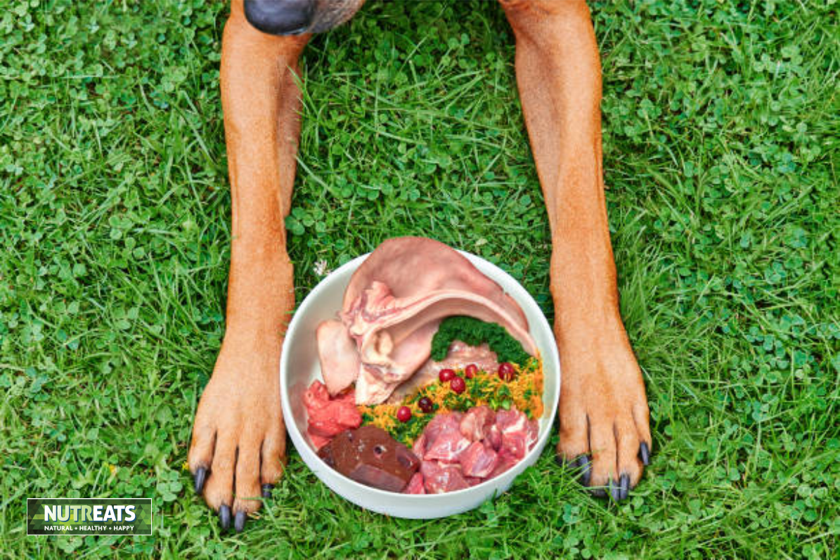 Essential Supplements for Dogs on a Raw Food Diet