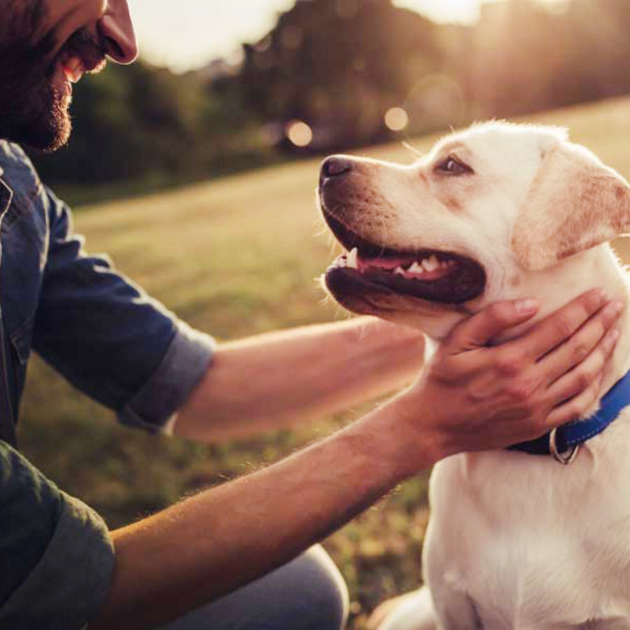 Dog feed supplements | Nutreats