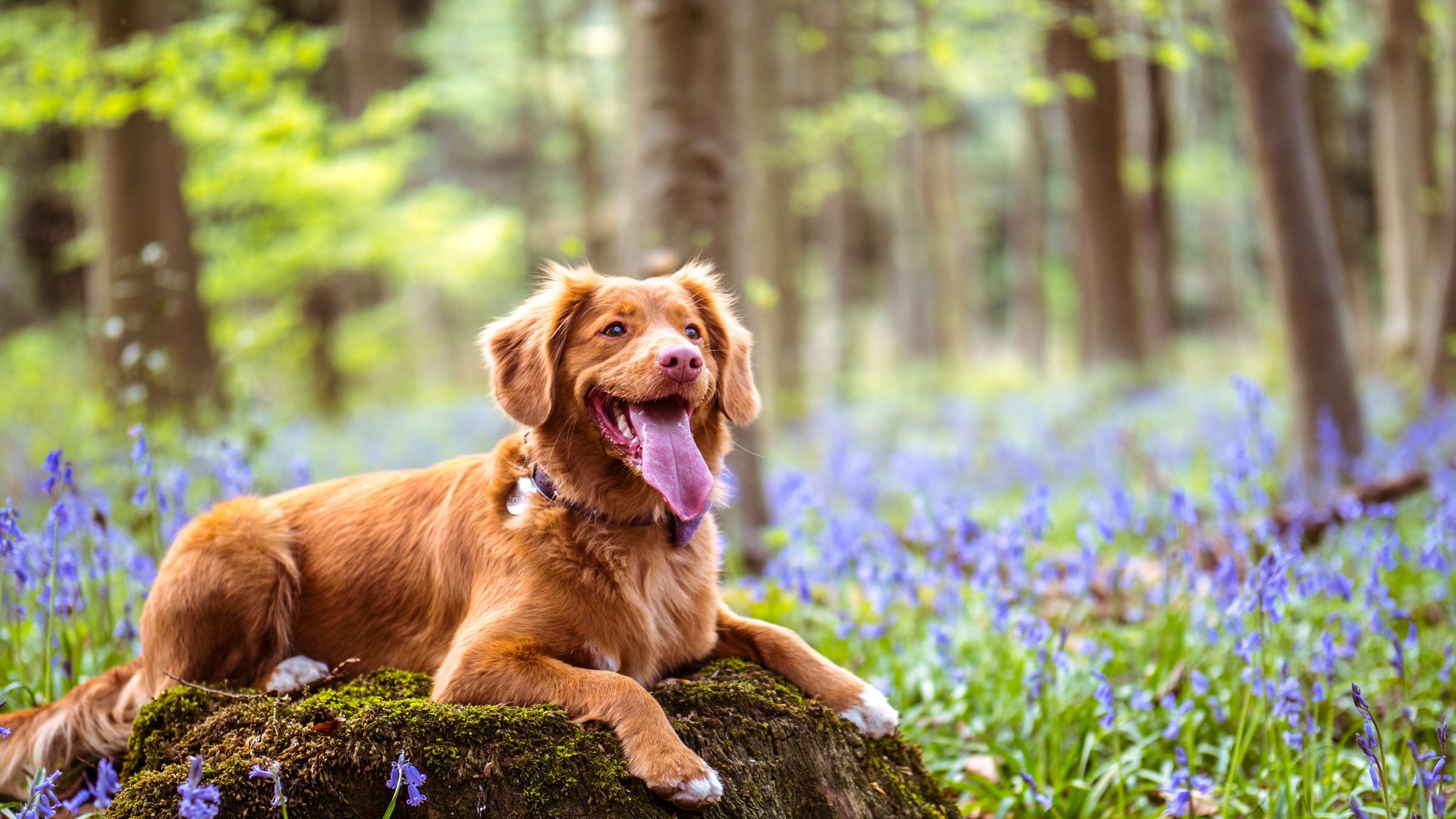 Dog Treats and Supplements | Nutreats