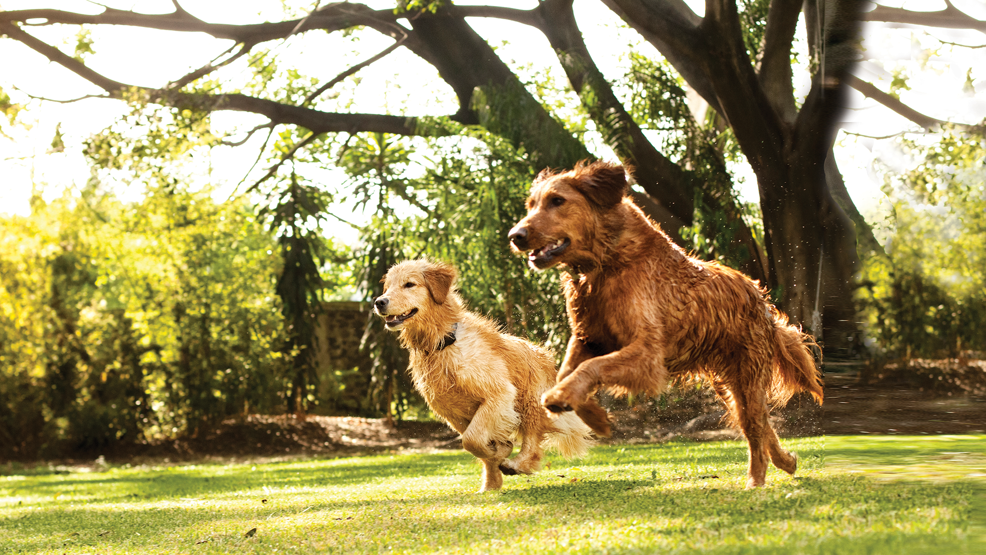 Joint support for pets | Nutreats