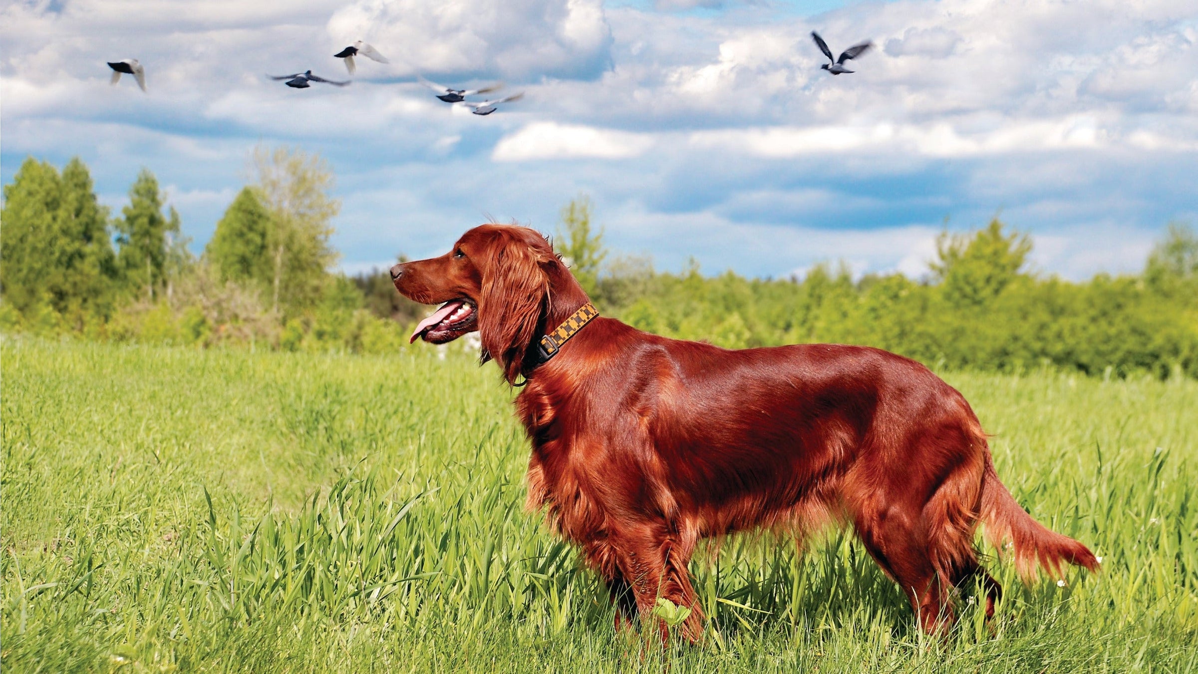 Skin and Coat for Dogs